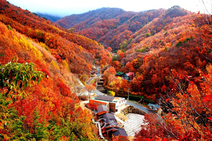 민주지산 휴양림‘오색단풍 숲속 힐링’ < 영동 < 충북 < 기사본문 - 충청신문 민주지산 휴양림‘오색단풍 숲속 힐링’