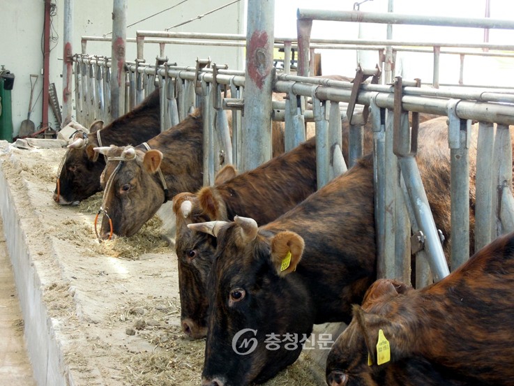 아산유황칡소 수도권 백화점 납품