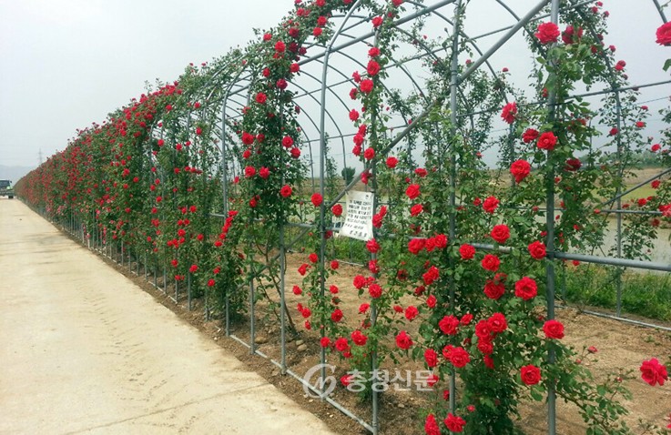 제천시 청전동, 꽃길 조성 < 제천 < 충북 < 기사본문 - 충청신문 제천시 청전동, 꽃길 조성