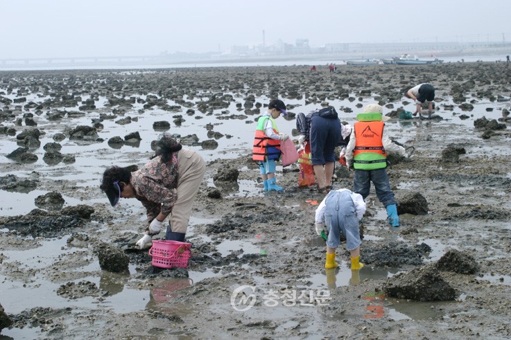 당진, 삽교호 조개구이·한진포구 갯벌체험 < 당진 < 충남 < 기사본문 - 충청신문 당진, 삽교호 조개구이·한진포구 갯벌체험