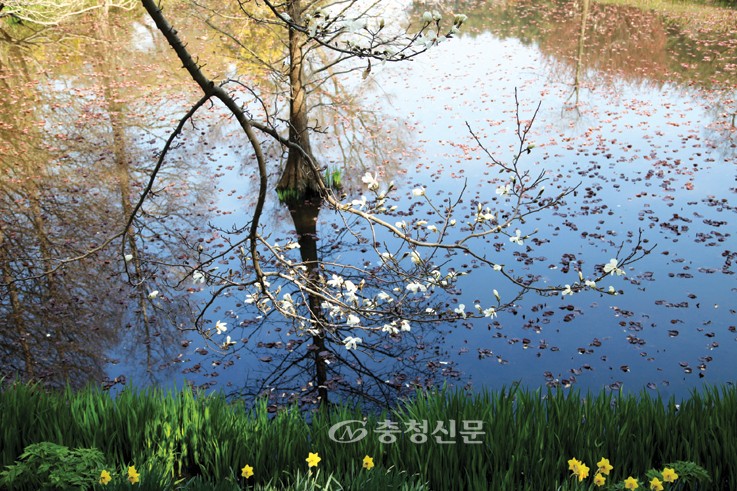 세상에서 가장 아름다운 비밀의 화원 천리포수목원 < 연재마감 < 오피니언 < 기사본문 - 충청신문 세상에서 가장 아름다운 비밀의 화원... 