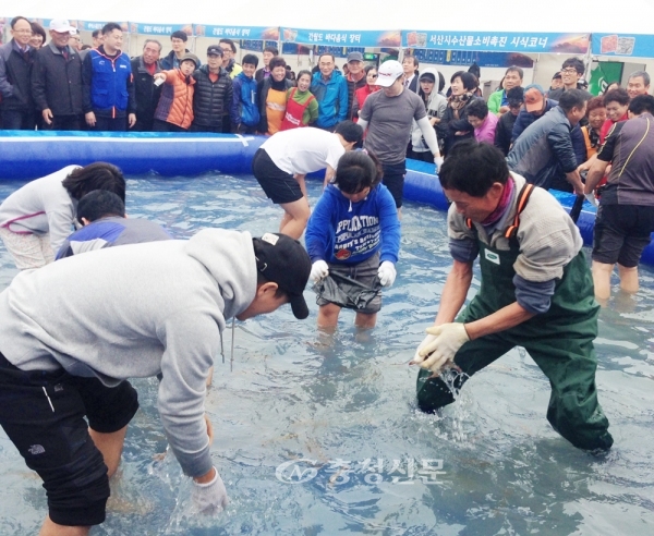 서산어리굴젓축제