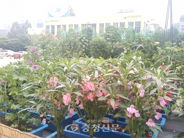 다음달 31일까지 대전 서구가 구청 광장에 전통작물과 우리 꽃 전시회를 하고 있다.