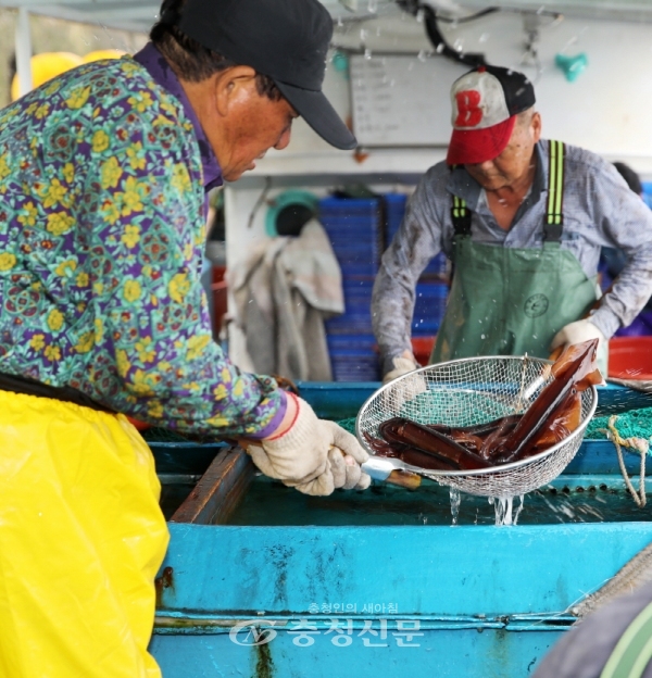 오징어의 새로운 황금어장으로 떠오르고 있는 태안군에서 이달부터 본격적인 오징어 수확이 시작돼 관심을 모으고 있다. 사진은 지난 12일 신진도 위판장의 오징어 모습.