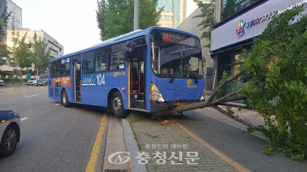 20일 오전 6시께 대전 서구 한 도로에서 운전기사가 자리를 비운 사이 시내버스가 가로수를 들이받고 멈춰 서 있다.[대전 둔산경찰서 제공]