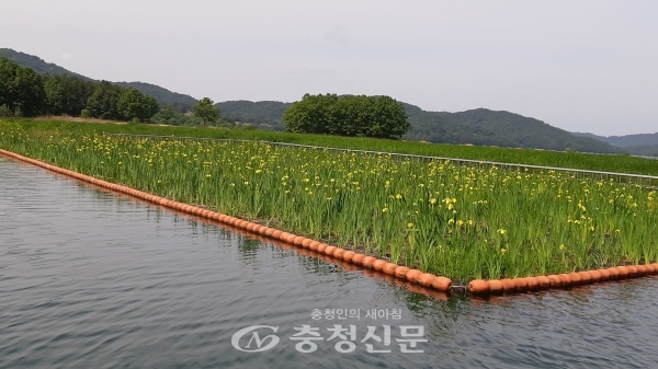 대전시 상수도사업본부가 조류 확산 방지를 위해 설치한 인공식물섬.