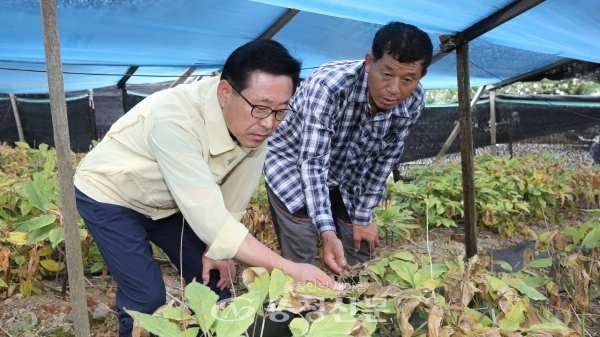 이차영군수(왼쪽)가 지난 11일 휴가를 반납하고 인삼농가를 방문해 농작물 생육 상태를 점검하고 있다.