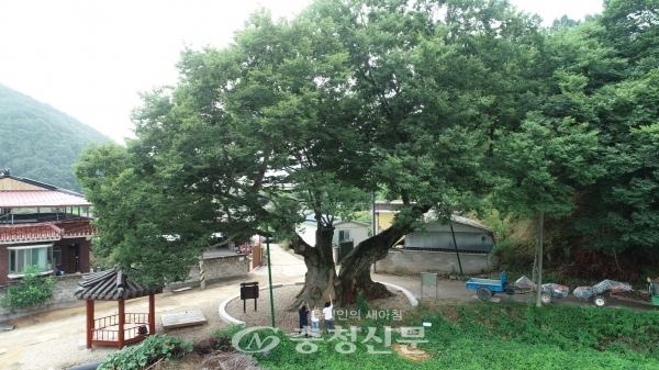 영동군 학산면 박계리 마을 입구에는 영동군 보호수 제43호로 지정된 ‘독립군 나무’가 위풍당당하게 서 있다. 수령 350년 이상, 높이 20m 정도의 독특한 생김새를 가진 느티나무다.