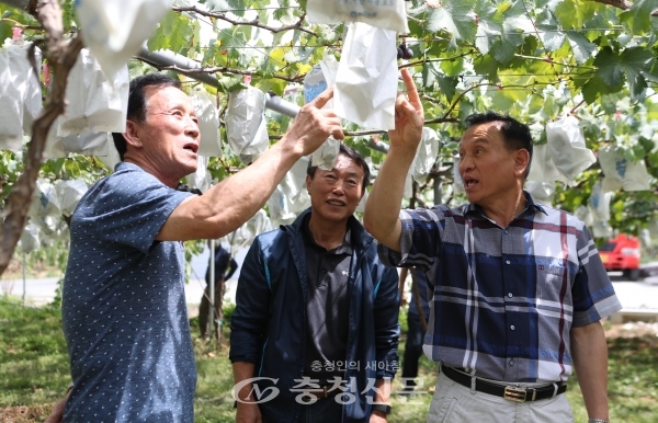 19일 구본영 천안시장이 입장면 유리에서 포도를 재배하고 있는 영농현장을 방문해 폭염과 가뭄으로 인한 피해 현황과 대책에 대해 농민과 대화를 나누고 있다.