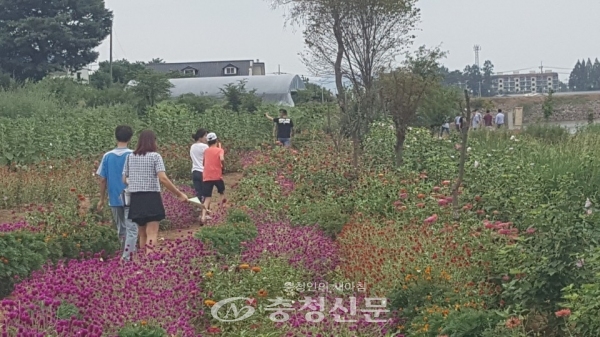 천안시 성환읍 대홍2리에서 지난 25일 연꽃을 주제로 한 ‘꽃길만 걷자’ 행사가 개최됐다.