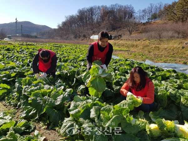 22일 한국당 대전시당 누리봉사단이 중구 농촌 마을인 무수동을 찾아 농작물 수확 봉사 활동을 하고 있다.