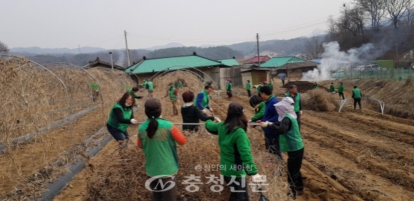 제천시 새마을회 남녀지도자들이 금성면을 찾아 농촌일손돕기를 펼쳤다.