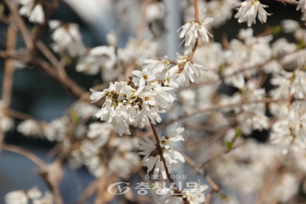 증평읍사무소 앞 화단에 있는 미선나무에 꽃이 펴 봄 내음을 전하고 있다.