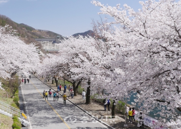 '제9회 충주호 벚꽃축제'가 오는 5일부터 7일까지 3일간 충주댐 일원에서 펼쳐진다.