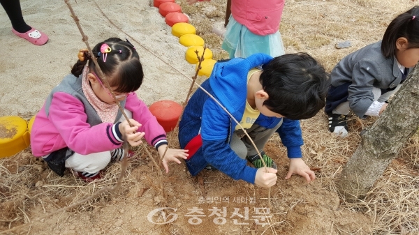 5일 유치원 울타리에서 옥동 유치원 꽃잎반 원아들이 개나리를 심고 흙을 덮고 있다. (사진=진천교육지원청 제공)