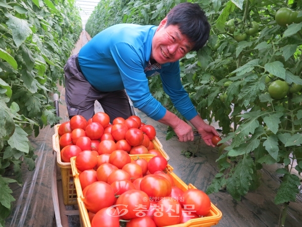 안남면연주리 송영달씨가 유기농토마토를수확 하는모습.