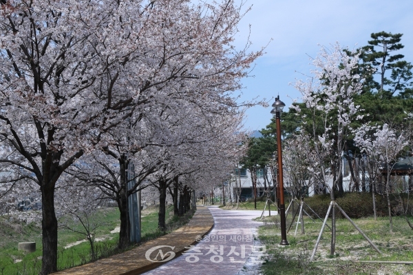 17일 연천천 왕벚나무 가로수길에 벚꽃이 개화해 절정을 이루고 있다. (사진=김정기 기자)