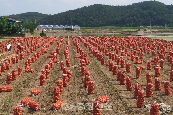 한국농수산식품유통공사는 농림축산식품부와 함께 이례적인 작황호조로 생산량이 증가될 것으로 예상되는 햇양파의 소비활성화에 앞장서고 있다. (사진=aT)