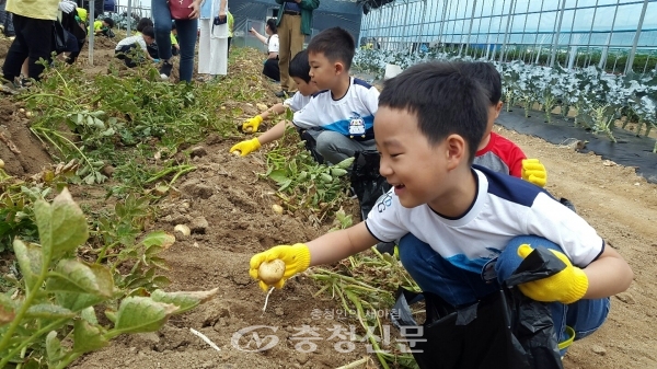 제천시농업기술센터 감자캐기 체험행사에 참여한 어린이들이 즐거워 하고 있다. (사진=제천시 제공)