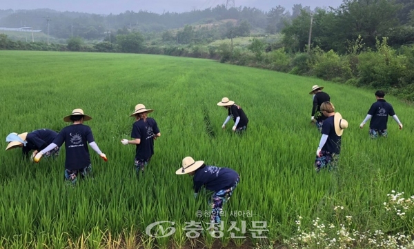 목원대 농촌봉사단 학생들이 익산 두동마을에서 논에 있는 잡초를 제거하고 있다.(사진=목원대 제공)