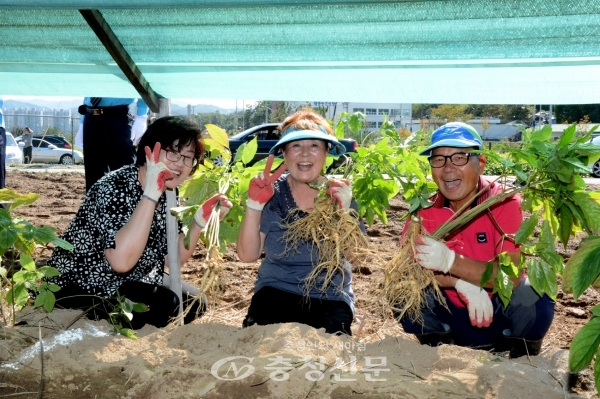 지난해 증평골인삼축제에서 인삼 캐기 체험에 참여한 관광객들이 수확의 기쁨을 나타내고 있다. (사진=증평군 제공)