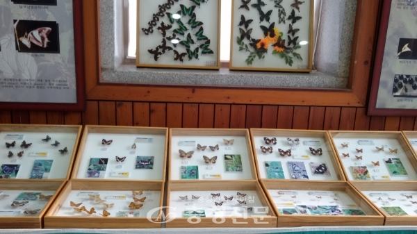 충남산림자원연구소는 오는 27일부터 다음달 25일까지 충남산림박물관에서 곤충 전시회를 연다. 사진은 전시 작품 모습. (사진=충남산림자원연구소 제공)