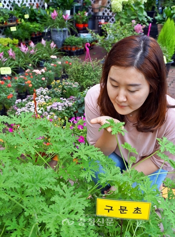 한국농수산식품유통공사 화훼사업센터는 본격적인 여름철을 맞아 여름철 실내온도 조절과 공기정화, 벌레퇴치에 좋은 '기능성 반려식물 3총사'를 추천했다. (사진=aT)