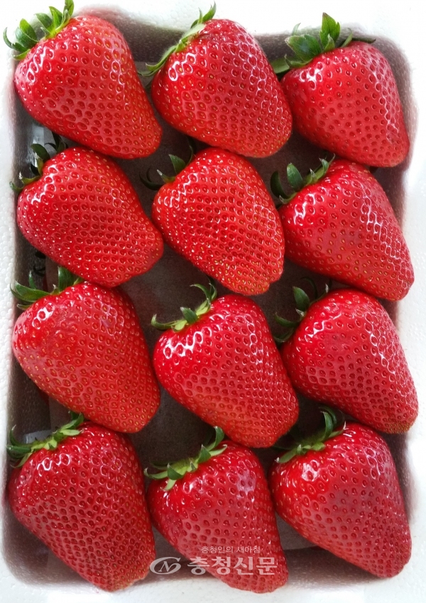 충남도 농업기술원 딸기연구소가 경도와 당도가 우수하고 비타민C 함량이 높은 딸기 '비타베리'를 개발하는 데 성공했다. 사진은 비타베리 모습. (사진=충남도 제공)