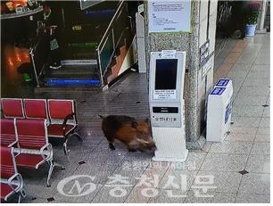 14일 새벽 신탄진 대전보훈병원 1층에 출몰한 야생 맷돼지가 CCTV에 찍혔다.(사진=대덕구 제공)