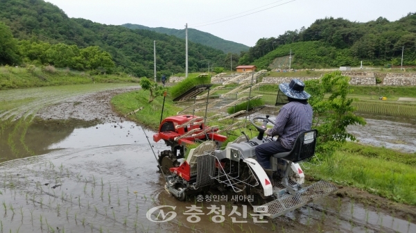 포트묘 농법 친환경 벼 재배 모습(사진=공주시 농기 센터 기술보급과 제공)