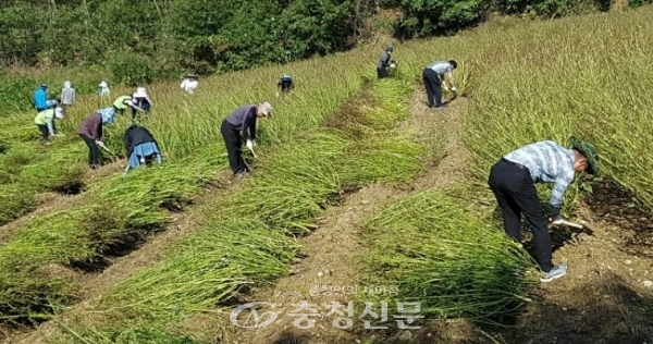 지난 14일 농업기술센터 직원들이 들깨 수확 작업 모습