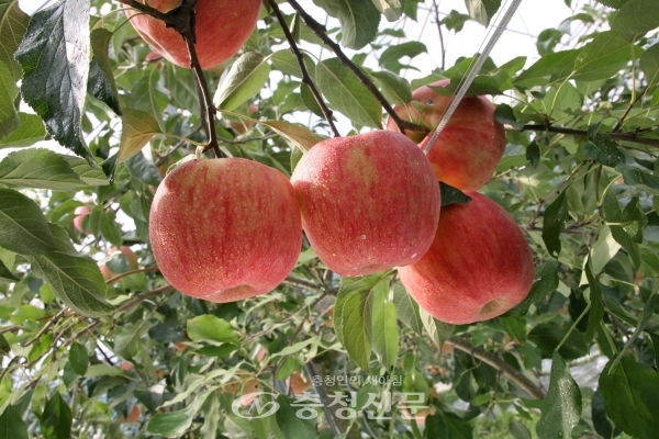 한국농수산식품유통공사는 이달(10월)의 제철농수산물로 피로회복과 장 기능 개선에 효과가 있는 사과를 선정했다. (사진=aT)