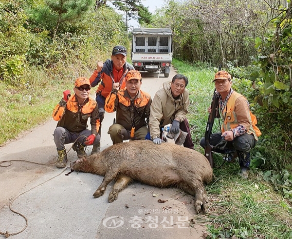 지난 18일 안면읍 중장리에서 멧돼지를 포획한 ‘멧돼지 피해방지단’ 모습. <사진=태안군 제공>