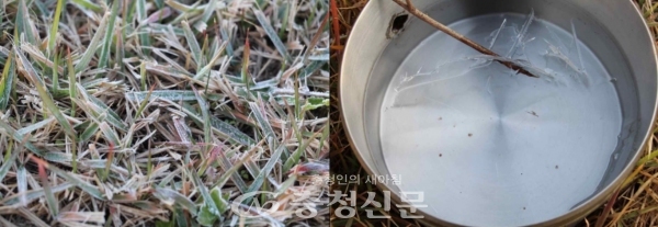 대전지역에서 올해 첫 서리(왼쪽)와 얼음이 관측됐다. (사진=기상청 제공)