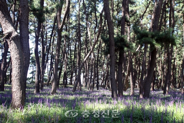 국가산림문화자산에 지정된 서천 송림마을 솔바람 숲. (사진=충남도 제공)