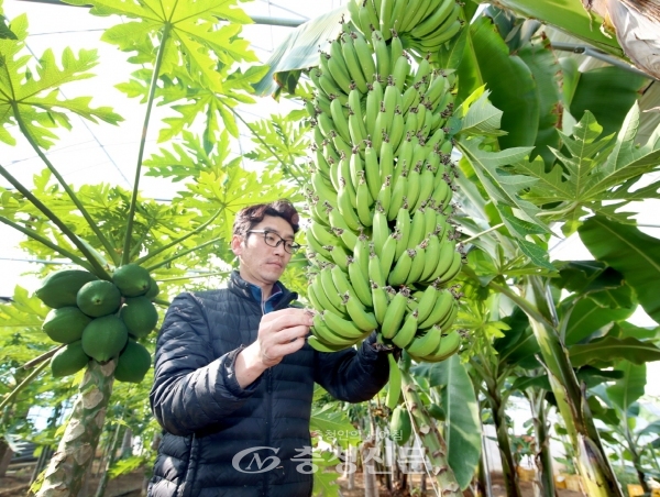 사진은 안면읍 창기리 ‘오행팜연수원’에서 재배하고 있는 바나나 모습. <사진=태안군 제공>