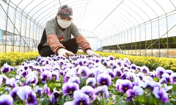 대전 중구 정생동 화훼단지에서 출하를 앞둔 3만본의 봄꽃들이 자태를 뽐내고 있다.(사진=중구 제공)