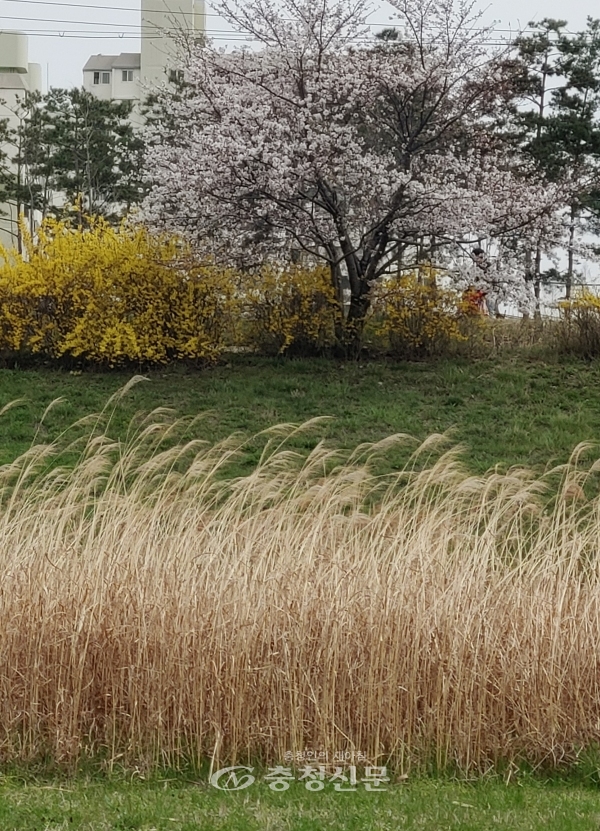 코로나19에도 봄은 활짝 폈다. 29일 대전 갑천에 활짝 핀 벚꽃과 개나리가 시민들을 유혹하고 있다.
