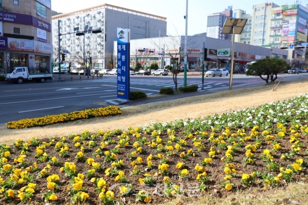 계룡시는 새봄맞이 도심 환경 개선을 위해 주요 도로변에 봄꽃(팬지) 5만1천본을 식재했다. (사진=계룡시제공)