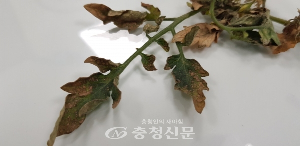 꽃노랑총채벌레가 칼라병을 일으켜 토마토 아랫잎이 말라 있다. (사진=진천군농업기술센터 제공)