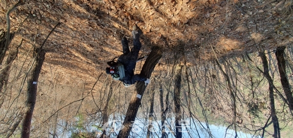 소나무재선충병 예방을 위해 나무 주사를 시행하는 모습. (사진=진천군 제공)
