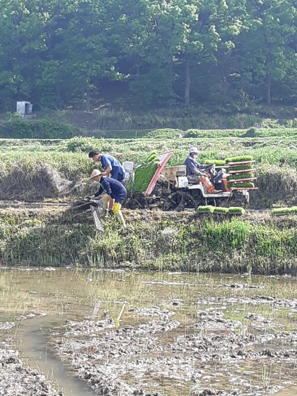 11일 대전 탄동농협 임직원들이 코로나19로 인력수급에 어려움을 겪고 있는 농가를 방문해 모내기를 도와주고 있다. (사진=농협중앙회 대전지역본부 제공)