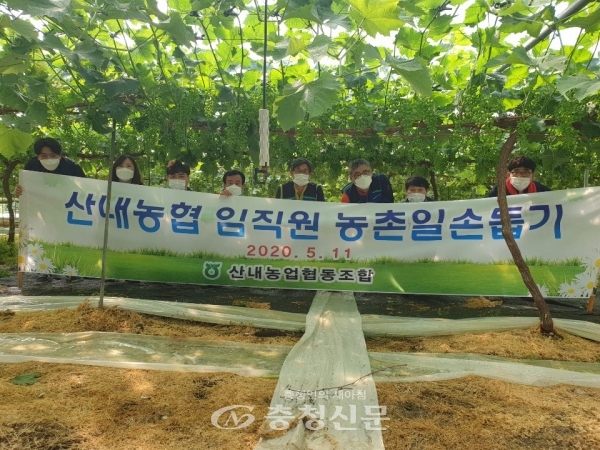 지난 11일 대전 산내농협 임직원들이 코로나19 장기화로 어려움을 겪는 대전 동구 샤인머스켓 재배농가를 찾아 농촌일손돕기를 실시했다. (사진=농협중앙호 대전지역본부 제공)