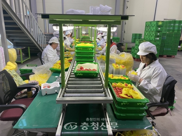 농산물전문생산단지로 지정된 충남 논산 모두유통농업회사법인(주)에서 직원들이 딸기를 선별하고 있다.(사진=aT제공)
