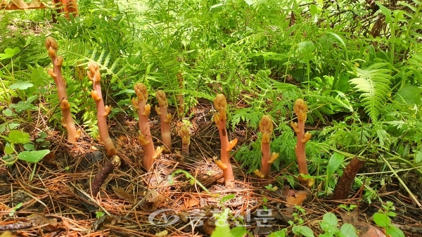 충남 태안 안면도 자연휴양림 일원에서 발견된 '으름난초'.(사진=충남산림자원연구소 제공)