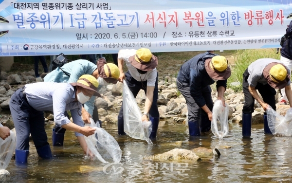 5일 대전 유등천 상류 수련교에서 열린 지역 멸종위기종 살리기 사업 행사에서 관계자들이 감돌고기를 방류하고 있다. (사진=한국타이어 제공)