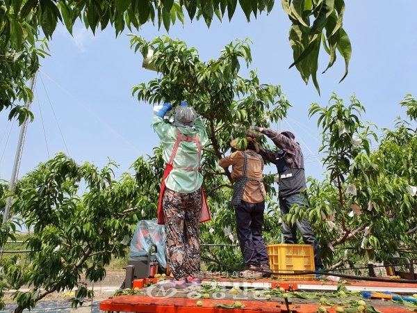 8일 충북 영동에 위치한 한 농가에서 지역 농민들이 복숭아 열매에 봉지를 싸고 있다. (사진=이정화 기자)