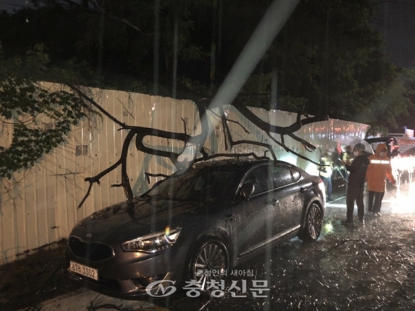 11일 오전 7시 23분 대전 중구 산성동 한 도로에 집중호우로 나무가 쓰러져 차량이 파손됐다. (사진=대전소방본부 제공)