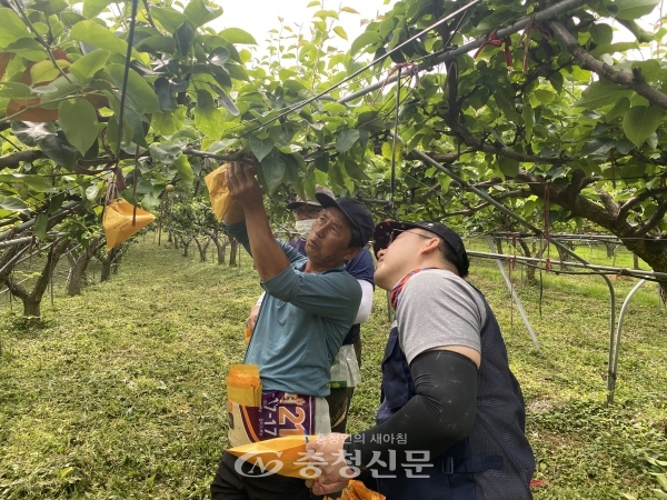 17일, 대전도시철도공사 직원들이 서구 산직동 배 농장에서 농촌 일손 돕기 활동을 펼쳤다.(사진=대전도시철도공사 제공)
