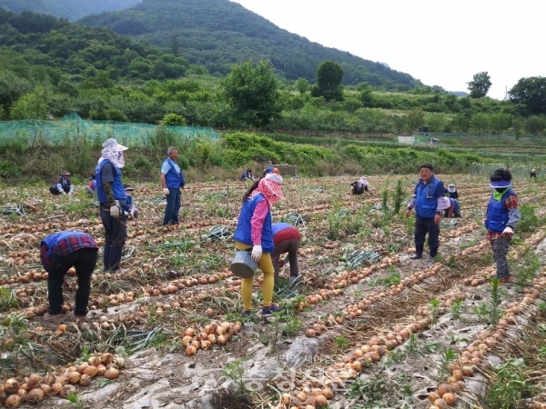 바르게살기운동 제천시협의회 회원들이 하수면 일대 4개 양파농가에서 양파 수확봉사를 펼치고 있다. (사진=제천시 제공)